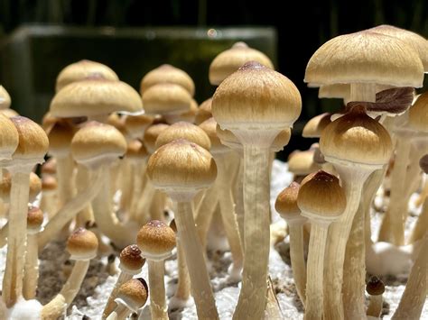 Magic mushrooms idahk